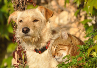 Картинка животные разные+вместе пирода собака солнечно рыжий кот взгляд коте дружба