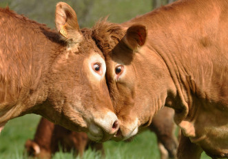 Картинка животные коровы +буйволы морды взгляд дуэль