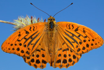 Картинка животные бабочки +мотыльки +моли насекомое бабочка мотылек крылья макро