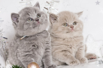 Картинка животные коты фон пара котята котики