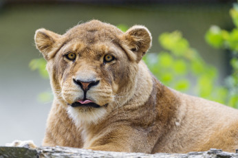 Картинка животные львы львица трава взгляд кошка