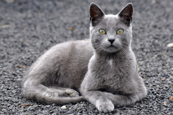 Картинка животные коты кот кошак котяра глаза взгляд