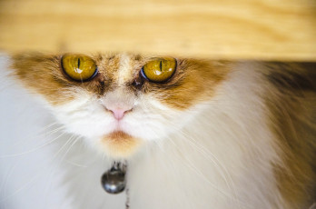 Картинка животные коты кот кошак котяра взгляд