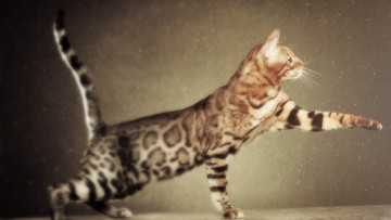 Картинка животные коты фон шерсть лапки кошка кот бенгальский+кот