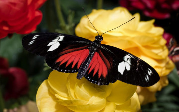 Картинка животные бабочки +мотыльки +моли цветок бабочка
