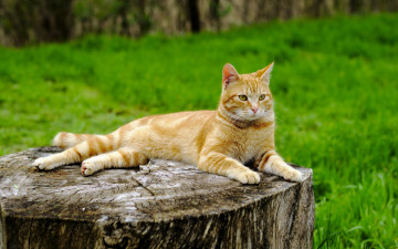 Картинка животные коты рыжий пень кот