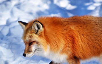 Картинка животные лисы рыжая лиса лисица мордочка снег животное