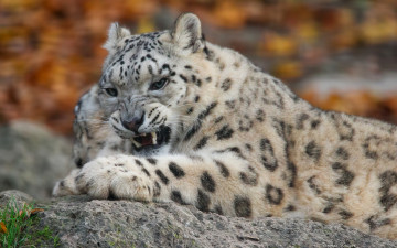 Картинка животные снежный+барс+ ирбис снежный барс леопард дикая кошка хищник оскал