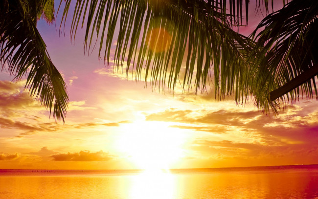 Обои картинки фото природа, восходы, закаты, солнце, paradise, tropical, тропики, пальмы, море, пляж, закат, sunset, sea, palms, beach