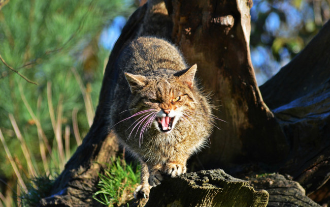 Обои картинки фото животные, дикие кошки, шотландская, дикая, кошка, the, scottish, wildcat, морда