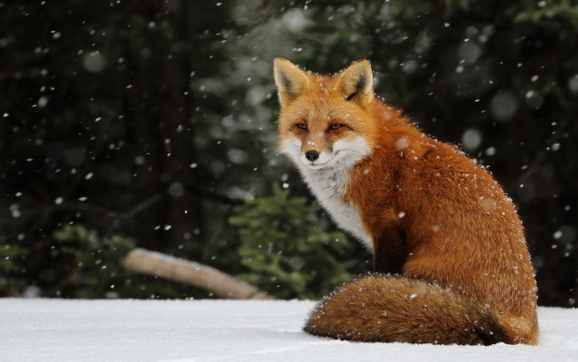 Обои картинки фото животные, лисы, зима, лисица, лиса, снежинки, снегопад, снег, рыжая