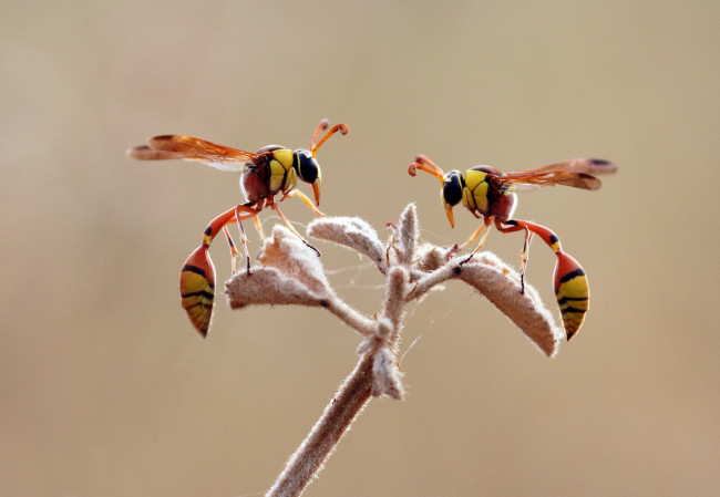 Обои картинки фото животные, пчелы,  осы,  шмели, растение, насекомое, оса, макро