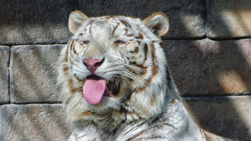 Картинка животные тигры морда