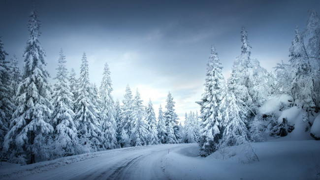 Обои картинки фото природа, зима, дорога, лес, снег
