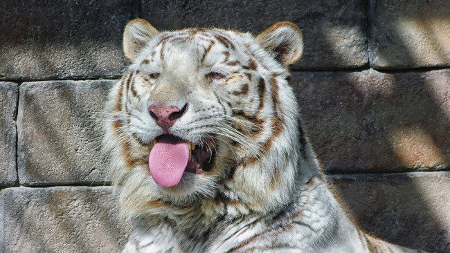 Обои картинки фото животные, тигры, морда