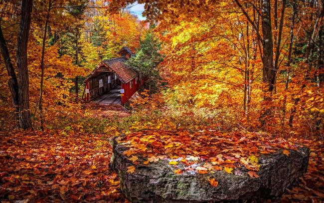 Обои картинки фото природа, лес, осень, листопад
