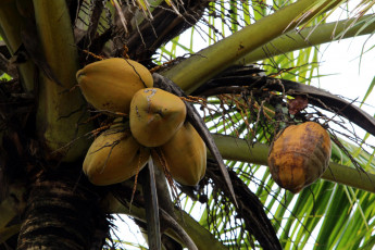 обоя природа, плоды, кокос