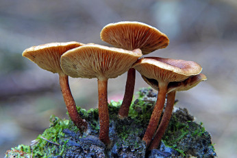 обоя природа, грибы, семейка, грибная
