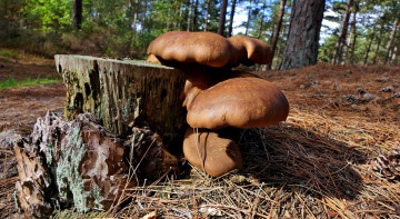 Картинка природа грибы семейка грибная