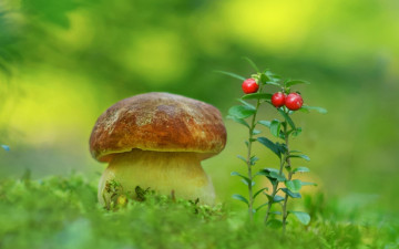 обоя природа, грибы, боровик
