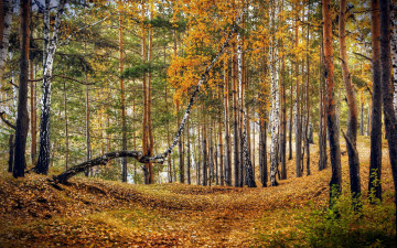 Картинка природа лес осень листопад березы
