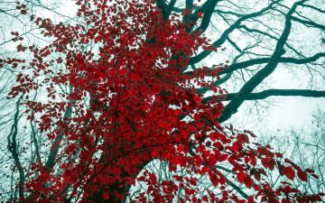 обоя природа, листья, красный, дерево, осень