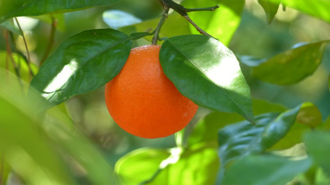 Обои картинки фото природа, плоды, мандарин