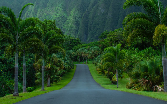 Обои картинки фото природа, дороги, шоссе, горы, пальмы