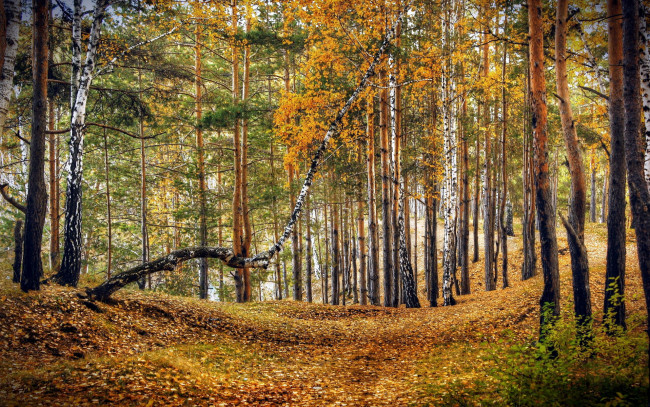 Обои картинки фото природа, лес, осень, листопад, березы