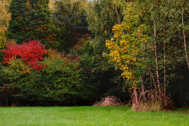 Обои картинки фото природа, парк, осень, лужайка