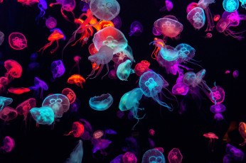 обоя животные, медузы, медуза, подводный, мир, организм, море, океан, вода, гидроидные, сцифоидные