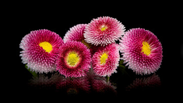 Картинка цветы маргаритки розовые отражение