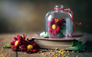 обоя цветы, хризантемы, книга, банка
