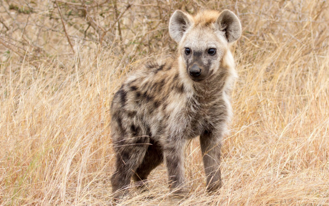 Обои картинки фото гиена, животные, гиены,  гиеновые собаки, hyena, гиеновые, хищник, млекопитающее, шерсть, когти, оскал, зубы, африка