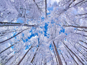 Картинка природа деревья лес снег небо