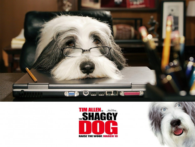 Обои картинки фото кино фильмы, the shaggy dog, собака, очки, карандаш, ноутбук