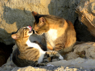 Картинка животные коты кот кошка язык дружба