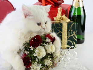 Картинка животные коты шампанское кот кошка цветы