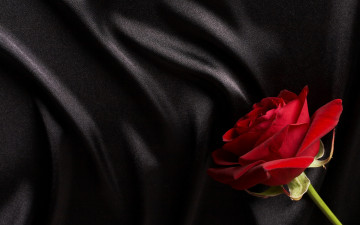 Картинка цветы розы черный роза красный сатин шелк