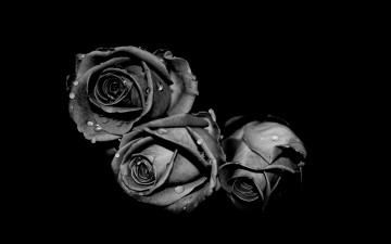 Картинка цветы розы капли черный серый белый