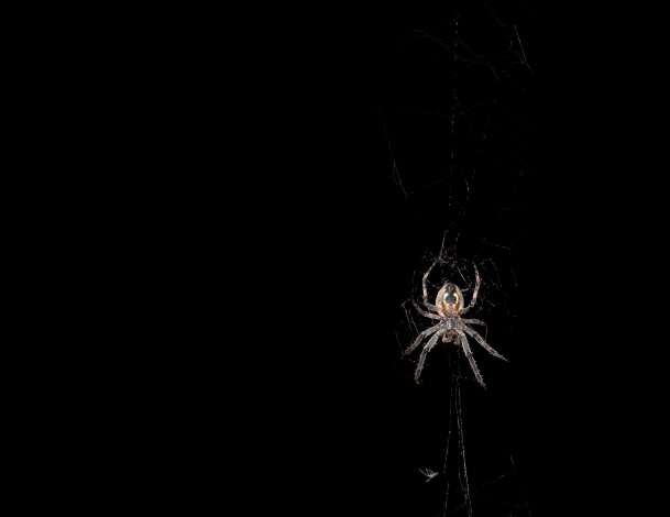 Обои картинки фото животные, пауки, паук, паутина, черный