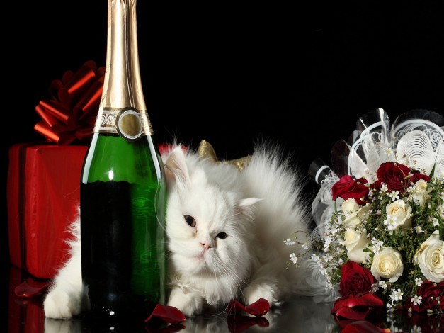 Обои картинки фото животные, коты, цветы, кошка, кот, шампанское