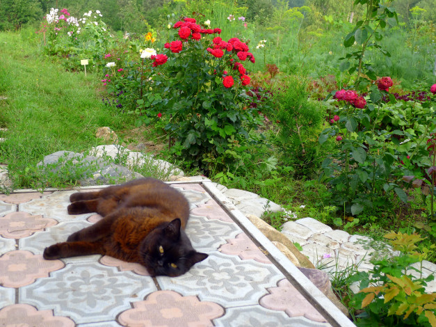 Обои картинки фото животные, коты, сад, кот, кошка, цветы
