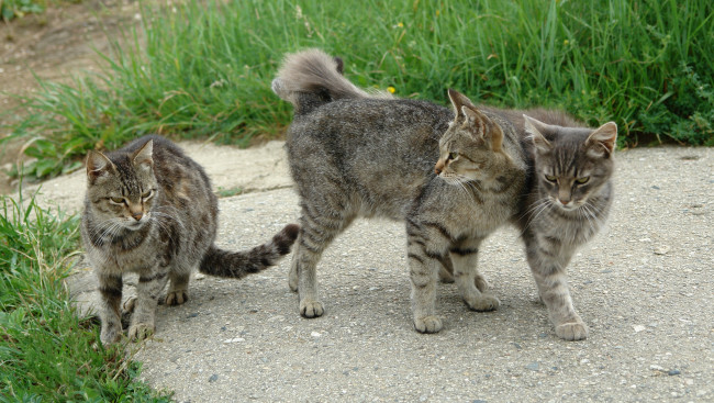 Обои картинки фото животные, коты, кот, кошка, компания, тройка, дорожка, трава