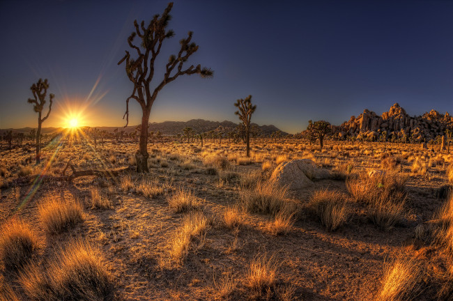 Обои картинки фото joshua, tree, national, park, природа, пустыни, дерево, джошуа, пустыня, закат