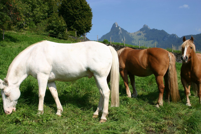 Обои картинки фото животные, лошади, конь, лошадь, табун, трава