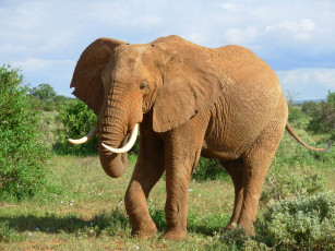 Картинка животные слоны бивни слон