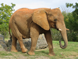 Картинка животные слоны слон поляна джунгли