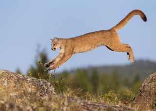 Картинка животные пумы пума молодая скала полёт прыжок небо камень