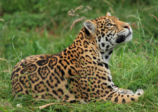 Картинка животные Ягуары хищник пятна